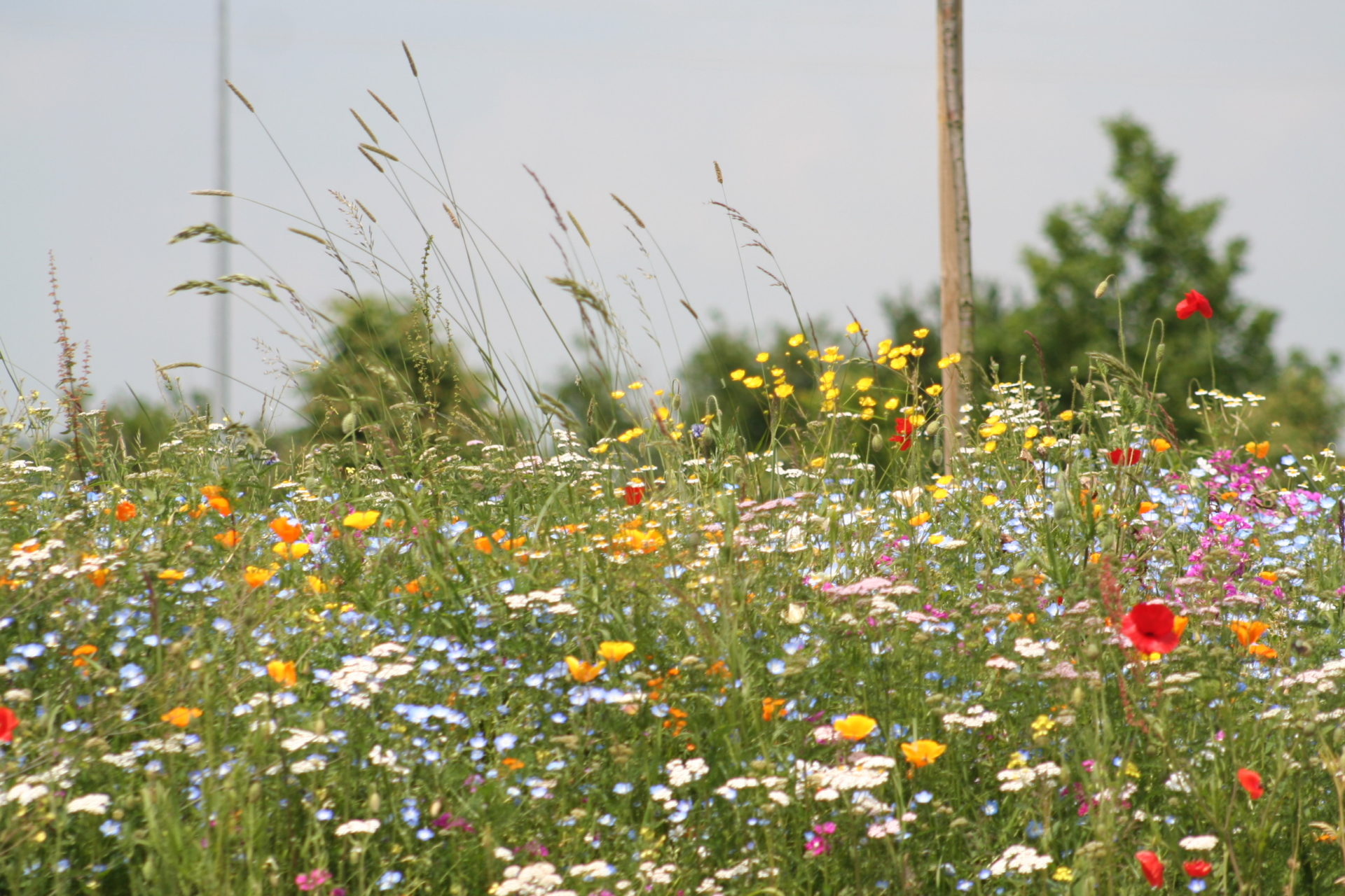 prairie fleurie : solutions adaptées à la végétalisation - Nova-Flore