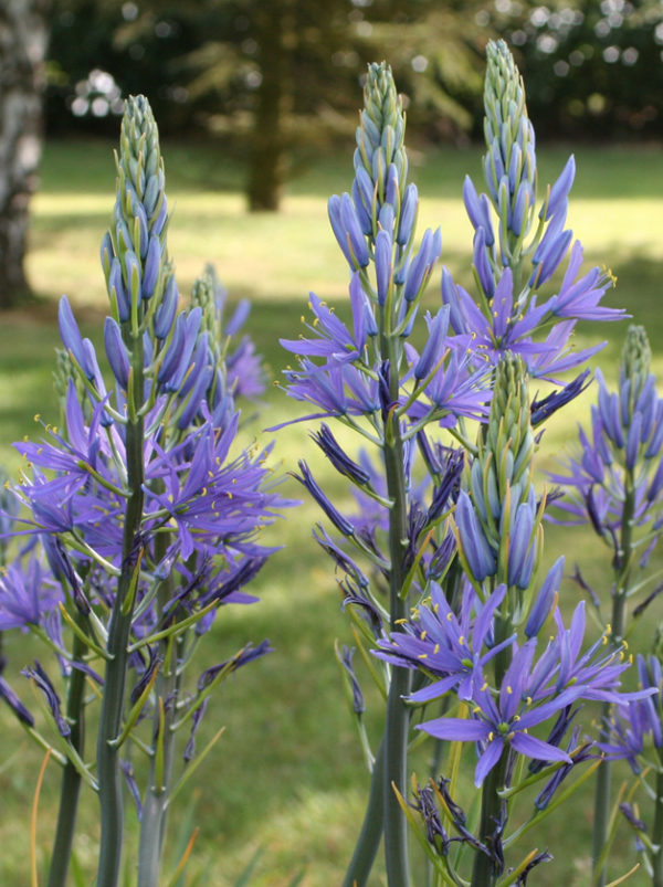 CAMASSIA LEICHTLINII CAERULEA