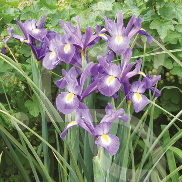 Iris Hollandica -Telstar